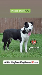 Jacapo is a 2 yr. Male, 49# Border Collie/lab mix. He may be a mix, but he's a 100% clown. 🤡 Funny, playful, friendly, handsome. Loves people as you can see in his pictures. 🤣🤣Likes other dogs. Appears house trained, is crate trained. Please share ❤️ Apply at www.allherdingbreeddogrescue.com | All Herding Breed Dog Rescue of Illinois