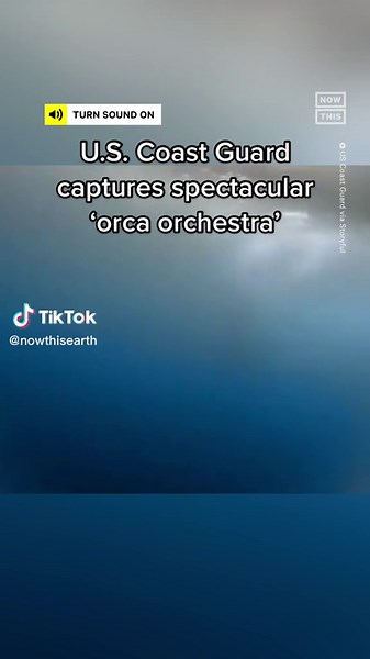 Incredible Orca Orchestra Captured by U.S. Coast Guard