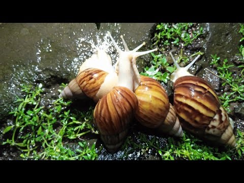 The Beauty of a Snail 🐌✨