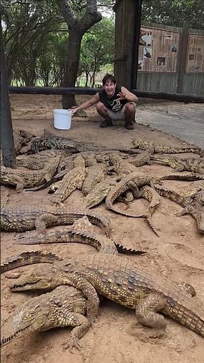 Crocodile Feeding Time! 🐊