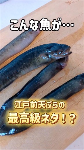 見た目で損してる魚🐟穴釣りで釣れたギンポ🐟江戸前では天ぷらの最高級ネタとして知られる魚ですが、私はサクサクぷりぷりの刺身がお気に入りです。自分で釣った魚だからこそ味わえる楽しみ方。