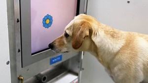 2.5M views · 5.2K reactions | Older humans play brain games to stay active—and now dogs can, too. | National Geographic | Facebook