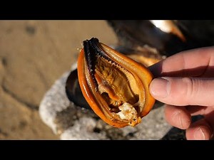 Eating Shellfish Similar to Mussels Inhabiting a Solitary Island