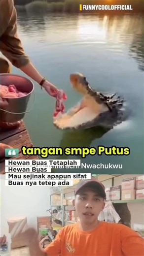 Buaya tetaplah hewan buas