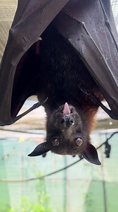Malayan Flying Fox, Beulah, is taking a moment to savor her snack this Sunday. 🦇😋 Beulah is one of the three recent additions to our symbolic bat adoptions! Today is the last day to save 25% on bat (and honorary bat) adoptions by using the code "BATBLACKFRIDAY" at checkout. 🦇 These symbolic adoptions allow you play a very important and direct role in promoting the well-being of your favorite Lubee resident by providing not only the basic needs, such as food and veterinary care but, also to he