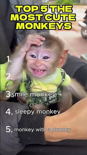 Top 5 Cutest Monkey Ever #cutemonkeyvideos #monkey
