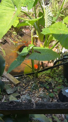 Post by Rusty Cage on X: RIP FISH