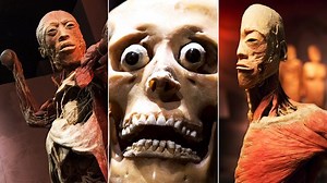 Body of work gets up close to anatomy