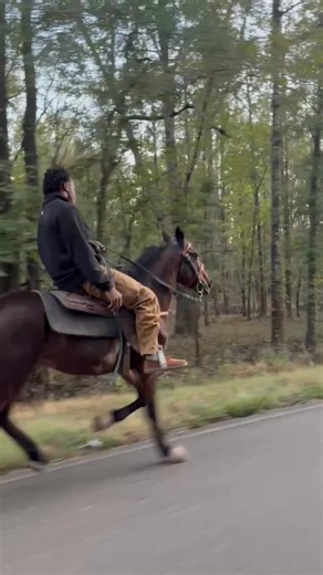 True 2 yr old wit limited rides Trapsoul Trotter/pacer cross | Catch A Lane Stable