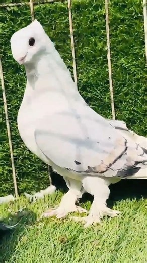 sentinents bar X Pencil #bird #pigeon #birdsplanet #viral #trending #shorts #shortsfeed #kabootar