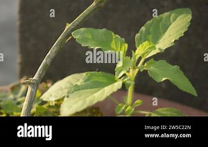 Tulasi green tree plant (Ocimum tenuiflorum, commonly known as holy basil or tulsi) video footage taken in morning sunlight. Nature background. Use in Ayurveda in traditional medicine herbal green tea Stock Video Footage - Alamy