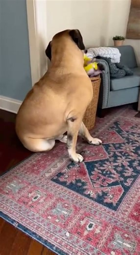 The Ultimate Timeout: Dog Dunks Puppy in Laundry Basket!​#funnydogs #mastiff #frenchbulldog #dog