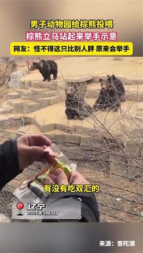 A man fed a brown bear at the zoo, and the bear immediately stood up and raised its paw. Netizens joked: No wonder it’s fatter—it knows to raise its hand. 男子动物园给棕熊投喂，棕熊立马站起来举手示意，网友：怪不得这只比别人胖，原来会举手。