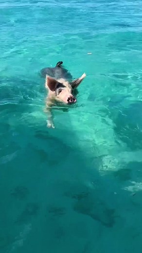 Swimming Pigs Enjoying Turquoise Waters at Pig Beach