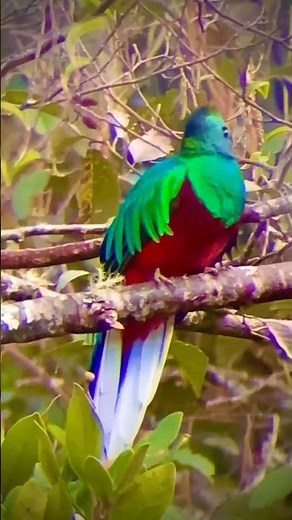 Resplendent Quetzal ( National bird's Guatemala ).!
