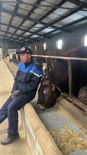 Sticker Obsession Even During the Spring Festival