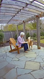 Heroic Dogs Save Elderly Woman From Deadly Collapse! #dog #rescue #animals | Vu Bros