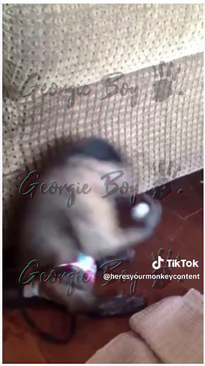 Georgie Boy the Monkey on TikTok
