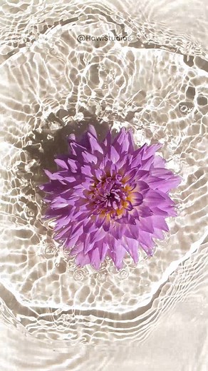 4.6K views · 55 reactions | Dahlia Flower Falling on Water #dahlia #flower #water #slowmotion #beautiful #circle #white HA57039 | HAWI Studios | Facebook