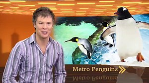 Metro Penguins