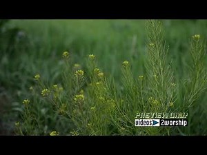 Free Worship Motion Background Nature Green Plants