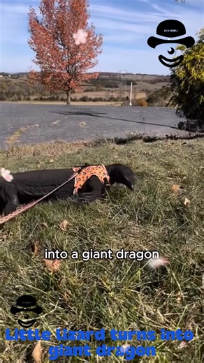 4.3K views · 19 reactions | Little lizard turns into giant dragon 殺 | Animal Rescue Group | Facebook