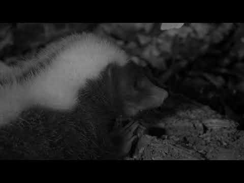 The Striped Hog-Nosed Skunk in Costa Rica