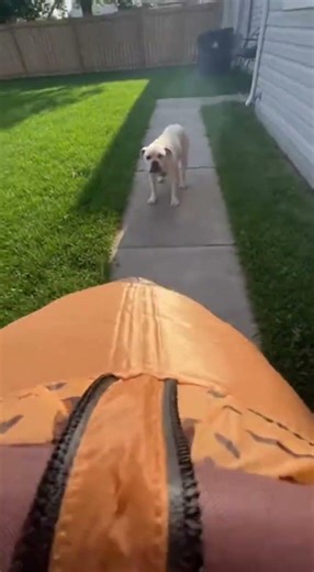 Inflatable T-Rex vs Bulldog: Hilarious Chase! #TyrannyFlee #ParkDrama #FunnyRex