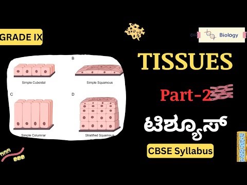 🧬TISSUES Full Chapter | 🎯Part-1 | 📘Class 9 Biology | 🔹Biology for Board Exams | SPSMR School 📍