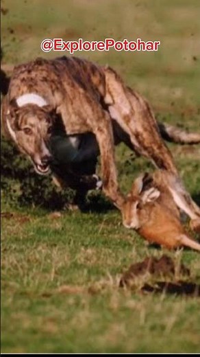 Super Speed Racing Sighthound Chasing Wild Hare / Rabbit vs Dogs #dog ‪@ExplorePotohar‬
