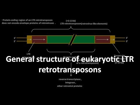 LTR retrotransposon structure in eukaryotes
