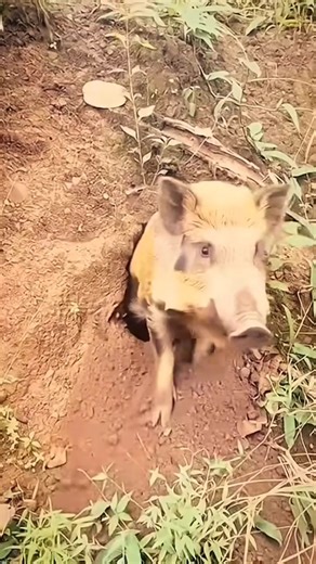 A Pig Suddenly Emerged from the Ground — Even the Hadzabe Hunters Were Shocked!