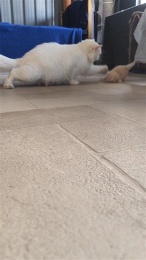 main to bas paas ja raha tha… aunty violent ho gayi 😭🐾 #adoptstrays #kitten #cat #mothercat