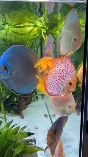 #aquatic #discusfish. Bring joy to your aquarium this New Year with our colorful discus fish! Their striking patterns and lively personalities will create a stunning underwater display that captivates everyone. Make your aquarium the highlight of your New Year decorations! #happynewyear #fyp Send us a direct massage for more