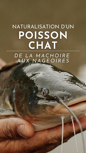 Camille sort l’artillerie lourde 🔪🐟 Dans cette expérience La Mer, il décortique à la main la tête d’un poisson-chat pour vous montrer de près sa bouche, ses épines de nageoires venimeuses et sa mâchoire impressionnante. Tu aimerais voir plus de coulisses comme ça avec nos poissonniers? Dis-le nous en commentaire 👇. #poissonchat #poissonnier #montreal #seafood #fishlover #SaveursDeLaMer #montrealeats | Poissonnerie La Mer