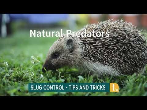 Natural Slug Control: Ditch Metaldehyde, Use Iron Phosphate - Peter Dowdall