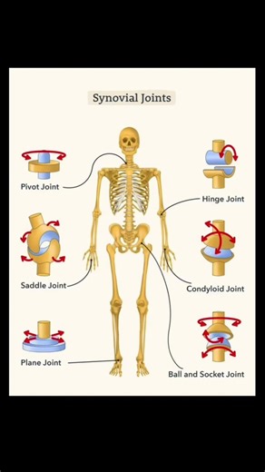 Human beings joint’s | let’s learn with Zeba #creativityeducationfaculty #biology #anatomy