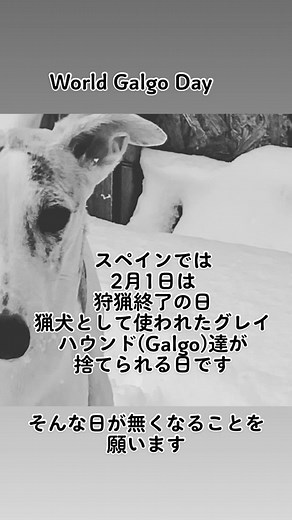 #ドッグデザインプライド #ウィペットブリーダー #イタグレブリーダー #ショードッグ #サイトハウンド #グレイハウンド#ウィペット