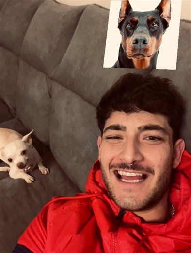 Understanding Nikki's Favorite Dog Breed