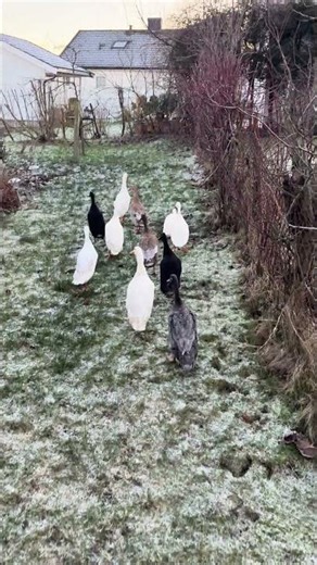 Runner Ducks on the run