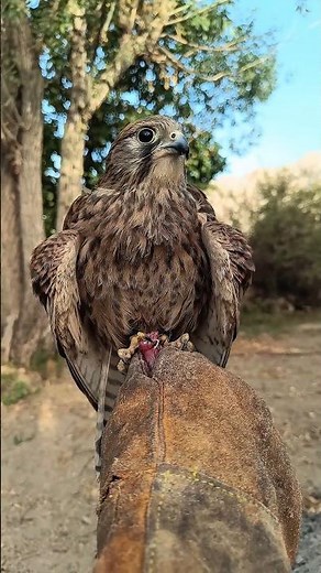Feeding My Kestrel Like a King🥩🦅 | Pure Trust Between Falconer & Bird.