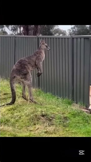 Cow farting loud😂😂 And more funny animal videos #animals #funny #shorts