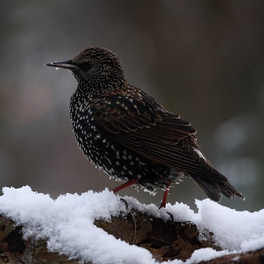 The 8 Best STARLING PROOF Bird Feeders! (w/ pics)