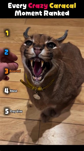 This Caracal Broke the Tier List… 🐆🔥