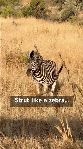 This Zebra Walks With Pure Swagger In Africa | Wild Safari Moment You Need To See