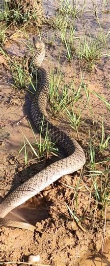 😍Ye Beautiful Chess Pattern Wala Snake Ka Naam Comment Me Batao 😱🐍 | Stunning Water Snake #shorts