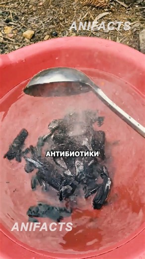 Почему китайские фермеры кормят птицу костром? #китай #агротехнологии #инновации