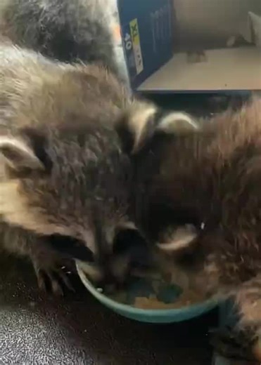 This baby raccoon just wants to be held, fed, and loved 💖🍼 Hand-raised with care, full of personality, and too adorable to handle. Tag someone who needs this kind of fluff in their life 🦝👇#BabyRaccoon #FluffyBabies #CutePets #AnimalTok #PetLovers