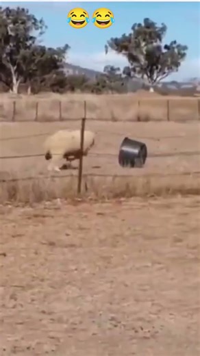 Sheep vs Plastic Drum – Funniest Animal Video Ever! 😂 | Try Not To Laugh Challenge 2025#shorts