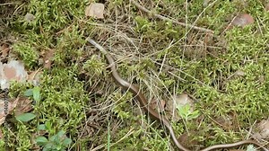 The Anguis fragilis, or slow worm, is a limbless lizard. Close up shot